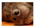 K9 Comforts Art on the Verge Animals
