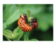 Colorado Potato Beetle Larvae on Nightshade 2