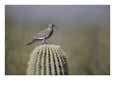 A white-winged dove on a saguaro cactus