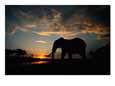 African Elephant Silhouetted at Twilight