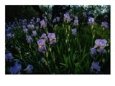 Irises