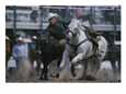 A Cowboy Drops off His Horse to Wrestle a Steer