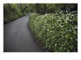 Hedges Along a Road in South Cornwall Scenic Streets & Roadways