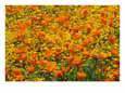 California Poppies and Goldfields Dance in the Wind after a Rainfall