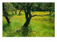 California poppies surround oak trees near Auburn