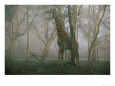 A Giraffe Stands in the Early Morning Mist