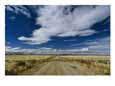 Sheep Crossing a Dirt Road in Western Utah