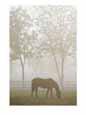 A thoroughbred gelding crops the bluegrass at the Kentucky Horse Park