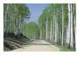 Road Through an Aspen Forest, Manti La Sal Mountains