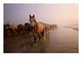 A group of Chincoteague ponies walk along the shoreline.