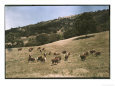 Hereford Cattle Near Pleasanton, California