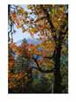 A Black Oak Tree (Quercus Kelloggii) in Yosemite Valley