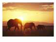 A Family of African Elephants Walk at Twilight