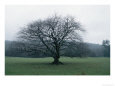 An oak tree at Derrybawn House in Ireland