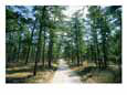 Sand road through the Pine Barrens, New Jersey Scenic Streets & Roadways