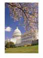 A View of a Cherry Tree in Bloom and the West Face of the Capitol Building