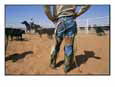 A Cowboy Rounds up Some Cattle for Branding