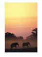African elephant taking a dust bath at sunset