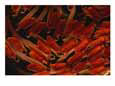 Atlantic salmon fish in the alevin stage