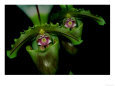 Orchids
