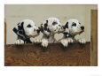 Three Inquisitive Dalmatian Puppies Peeking over a Board