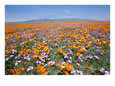 California poppies and other wildflowers fill a scenic landscape