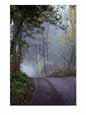 A road through a misty wood Scenic Streets & Roadways