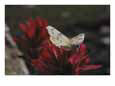 A Pieris Butterfly Perches on an Indian Paintbrush Flower