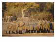 A Herd of African Elephants Leaving a Waterhole