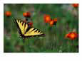 A Tiger Swallowtail Butterfly