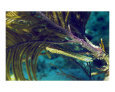 Trumpet Fish