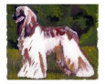 AFGHAN HOUND IN OILS