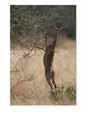 A gerenuk stands on its hind legs to feed from the top of a bush