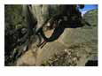 Sure-footed pack animals navigate worn stone stairs used by the Incas
