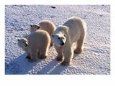 Polar Bear Mother & Cubs, Thalarctos Maritimus