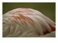 A close view of the feathers of a Chilean flamingo