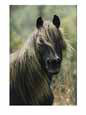 Portrait of a Chincoteague pony