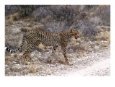 Cheetah Walking