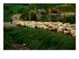 Shepherd Leading Flock Of Sheep, Belorado, Spain