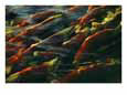 Sockeye Salmon Swim Upstream to Spawn