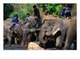 Handlers Sitting on Their Elephants, Chiang Mai, Thailand