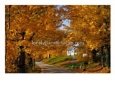 Country Road in Autumn, USA Scenic Streets & Roadways