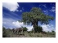 African Elephants And Baobab Tree Animals Elephants