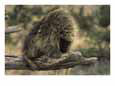 A Porcupine Perches on the End of a Decayed Tree Branch