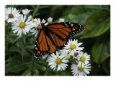 Monarch Butterfly on Daisies, ME