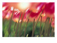 Tulips in the Sunshine