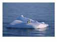 A mother and her two year old cub on an iceberg in the open sea