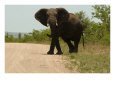 African Elephant, Kruger National Park Animals Elephants