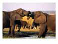 African elephants with trunks entwined