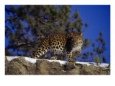 Amur Leopard, Panthera P Orientalis